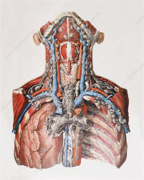 Back Of Neck Anatomy Lymph Lymph Nodes Of The Head And Neck