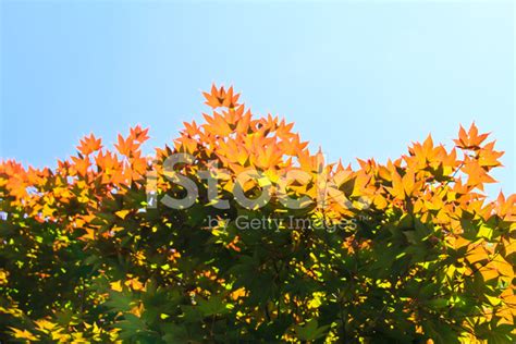 Red Green And Yellow Maple Leaves Stock Photo Royalty Free Freeimages