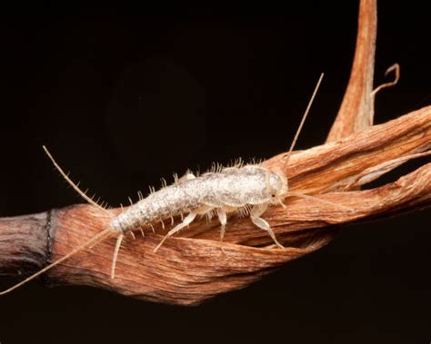 Stinging Insects Silverfish Saskatchewan Spiders Roof Rat