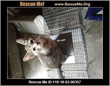 Feral cat rescue near me? - Indiana Cat Rescue - ADOPTIONS - Rescue Me!