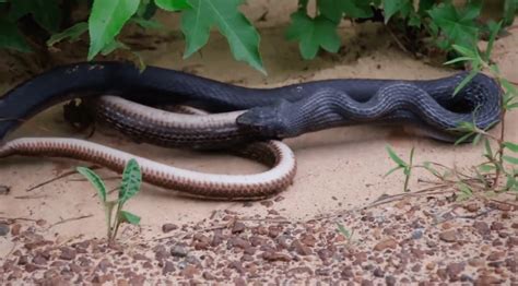 Video Snake Regurgitates A Similarly Sized Live Snake And Its