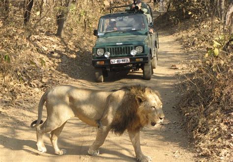 Gir National Park Is One Of The Oldest Wildlife Sanctuary Which Is