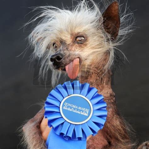 Zomrel najškaredší pes na svete Miss Ellie galéria Topky sk Bleskovky