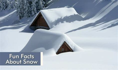 Top 5 Fun Facts About Snow Read Snow Fun Facts 5factum