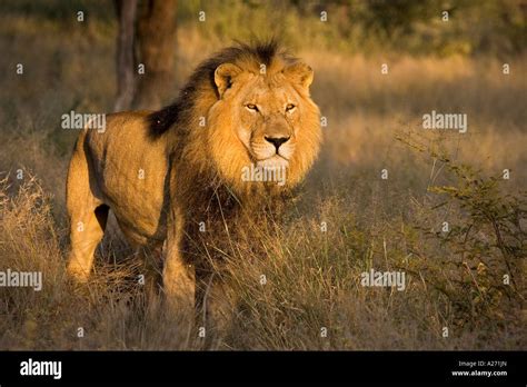Full Grown Lion Panthera Leo Male Namibia Africa Stock Photo Alamy