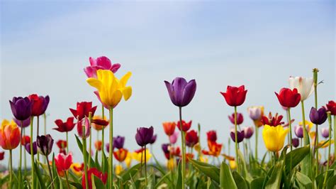Tulipán Cuidados Y Plantación Plantas Jardineria Hogarmania