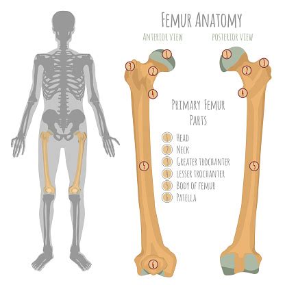 Male Hip Bone Anatomy Stock Illustration - Download Image Now - iStock