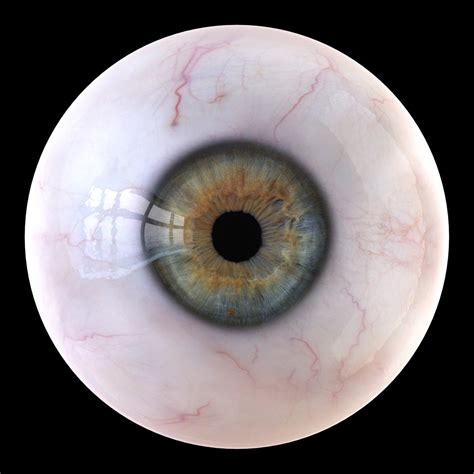 D Iris Anatomy Eye Pupil Model Turbosquid