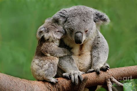 Koala Mom By Windzepher