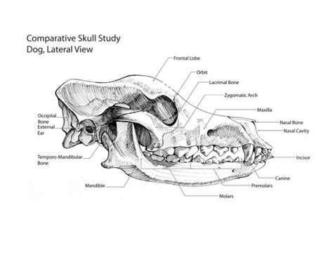Check spelling or type a new query. canine skull anatomy, lateral view | Dog | Pinterest ...