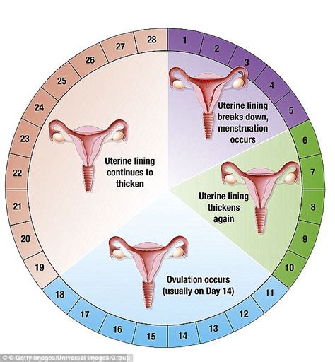 Menstrual Cycle Animation