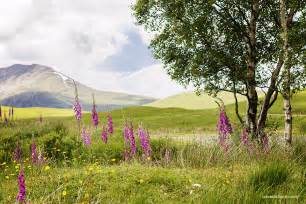 She also loves to grow tomatoes, but oddly enough, dislikes. Scottish wild flowers along the A82 - Leavesnbloom ...