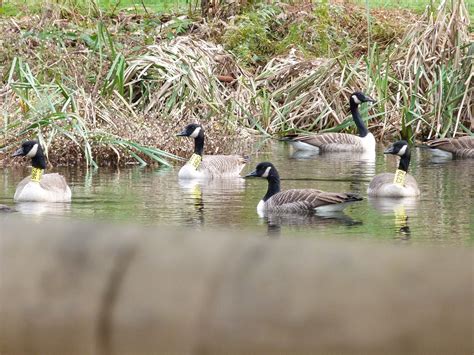 Connecticut Audubon Society Multiple Banded Canada Geese