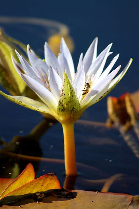 Order quickly, safely, and securely online! Day Trips: International Waterlily Collection, San Angelo ...