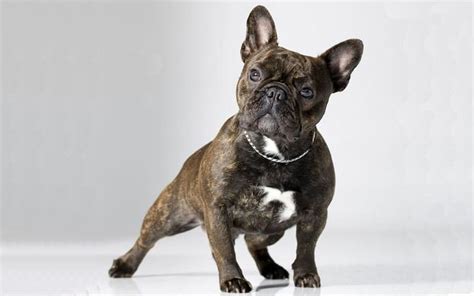 Brindle Frenchie Puppies For Sale Brindle French Bulldogs For Sale