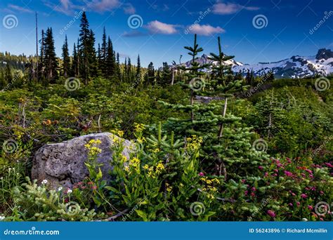 Surreal Alpine Meadow At Paradise On Mount Rainier In August Stock