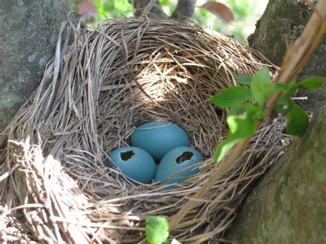 The father continues to feed them while the mother starts incubating a new. Can bird feeders do more harm than good?