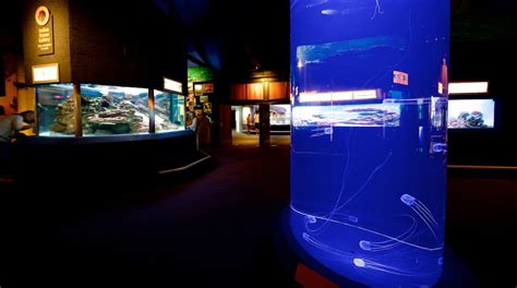 Two Oceans Aquarium In Victoria And Alfred Waterfront Tours And