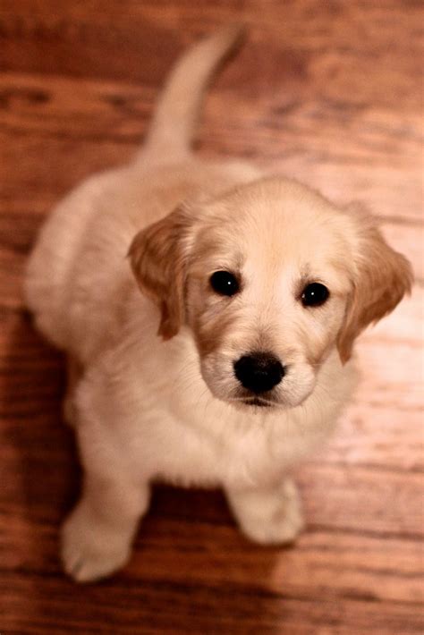 Golden Retriever Puppy 8 Weeks Old