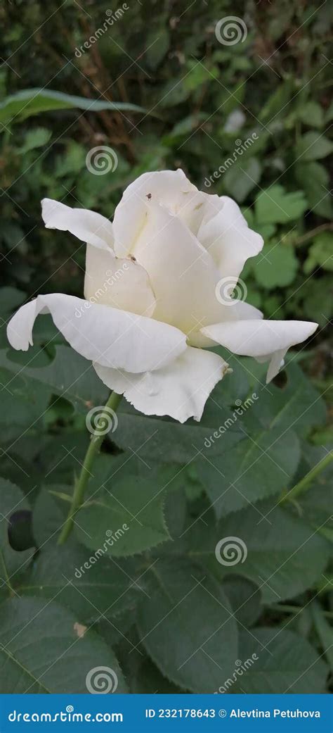 A Beautiful White Rose Blooms In The Garden Stock Image Image Of
