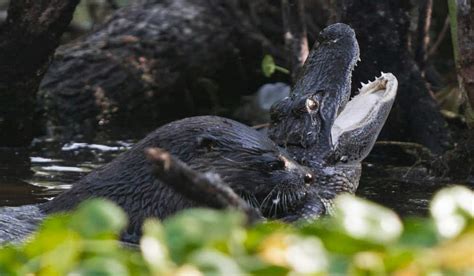 Photos: Otter Kills, Eats Alligator in Florida Wildlife Refuge | OutdoorHub