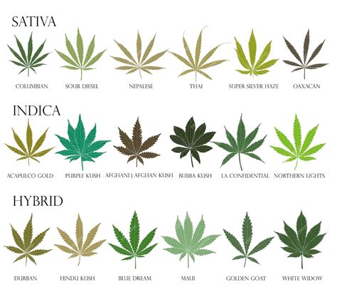 Premium Vector Types Of Weed Sativa Indica Hybrid And Ruderalis