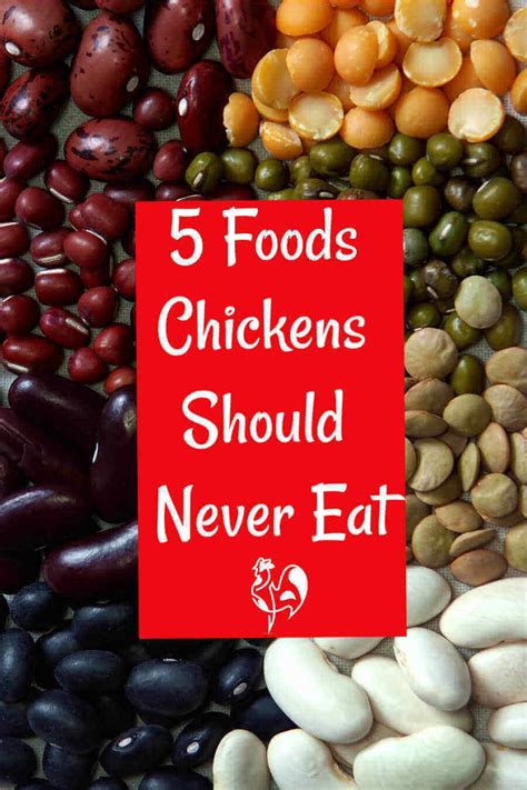 We did not find results for: What should chickens absolutely not eat?