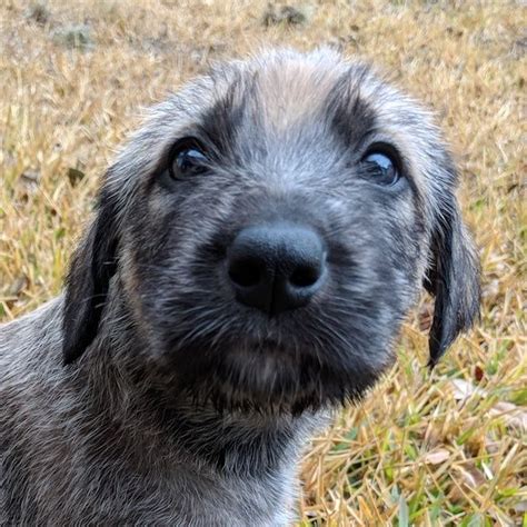 See puppy pictures, health information and reviews. Litter of 5 Irish Wolfhound puppies for sale in NEW BRAUNFELS, TX. ADN-62620 on PuppyFinder.com ...