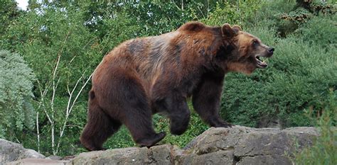How fast can a grizzly bear climb a tree. Relying On Customer Trust To Help You Weather A Tough ...