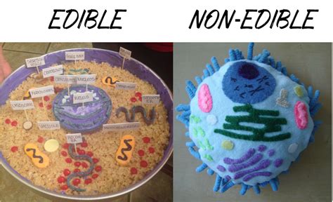 How To Create 3d Plant Cell And Animal Cell Models For Science Class