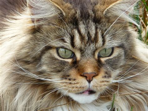 Are Maine Coons More Social Than Other Cat Breeds