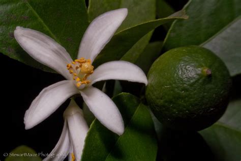 Read below to learn about the reasons of a mango tree not flowering and fruiting and the methods and sprays to force a mango tree to induce fruits some mango varieties bear fruits every year and some in alternate years. Growing Lemons | ThriftyFun