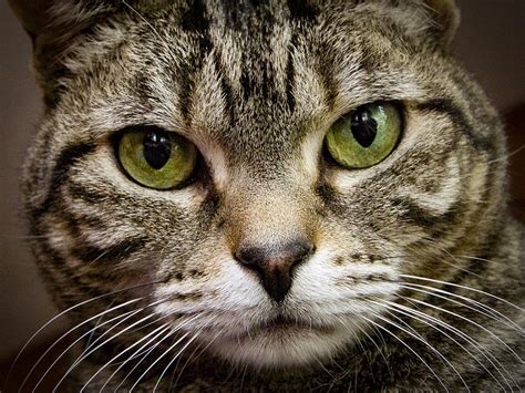 Cat Face Photograph By Jean Noren Pixels