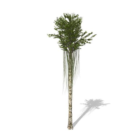 These agarwood tree are customizable and available in all plant varieties. 3D aquilaria agarwood tree model - TurboSquid 1581488