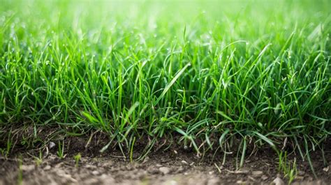 Types Of Sod Grass You Need To Consider For Your Garden