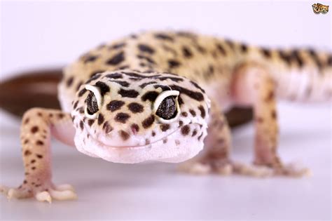 Do you think reptiles make good pets? Best Reptiles For Beginners | Pets4Homes