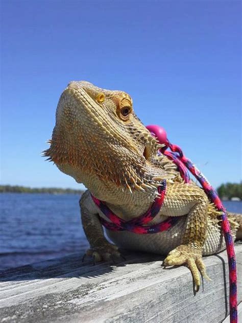 The 10 Best Bearded Dragon Supplies According To A Veterinarian