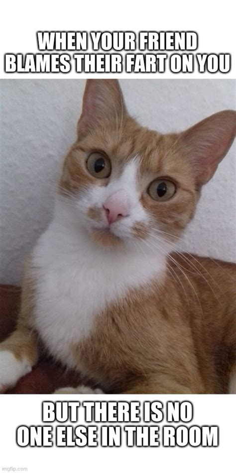 Awkward Cat Imgflip