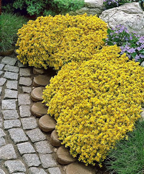 Yellow Stonecrop Ground Cover Plants Colorful Landscaping Plants