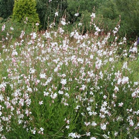 Gaura plants are easy to grow, tolerate heat, drought, and humidity and are pest and disease free. Gaura lindheimeri Elurra | Gaura - svíčkovec |Zahradnictví ...