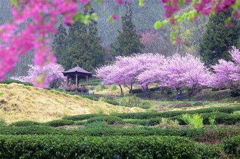 Sakura Garden Bruin Blog