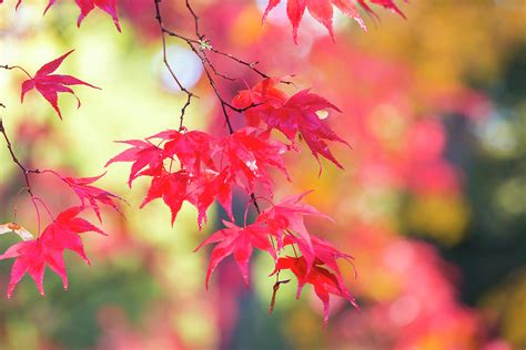 Japanese Maple In Autumn Color Photograph By Peter Adams