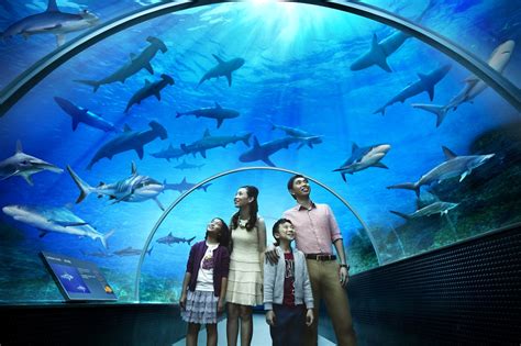 Marine Life Park Sentosa Singapore World For Travel