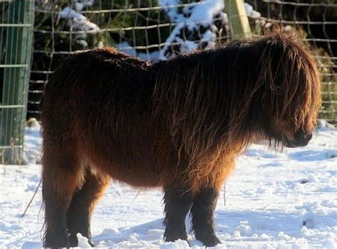 9 Things You Didnt Know About The Shetland Pony