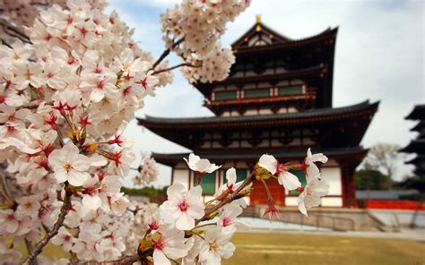 Japón Recibe La Primavera Con El Sakura La Venerada época De Los