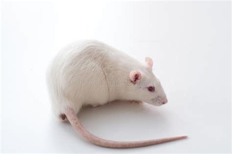 Check spelling or type a new query. Lab Rat Stock Images - Download 1,010 Royalty Free Photos