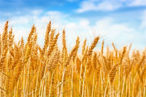 Golden Wheat Field In The Blue Sky Stock Photo Download Image Now