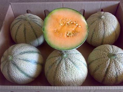 Sell Egyptian Melons Orange Fleshid10708153 From Trading Island