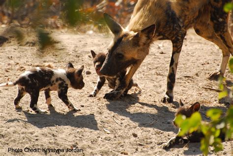 10 Fun Facts About African Painted Dogs