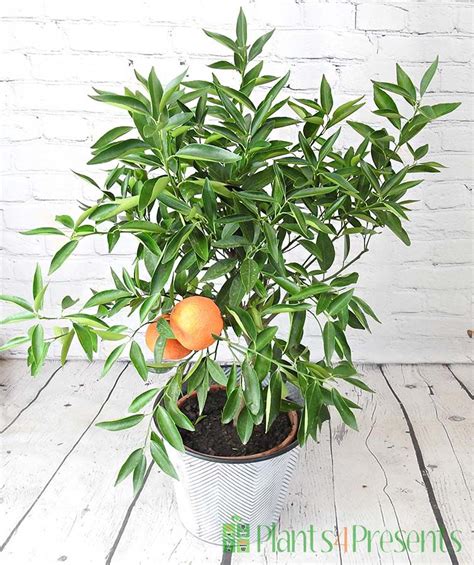 Clementine Trees Send Large Citrus Trees As Unusual Plant Ts